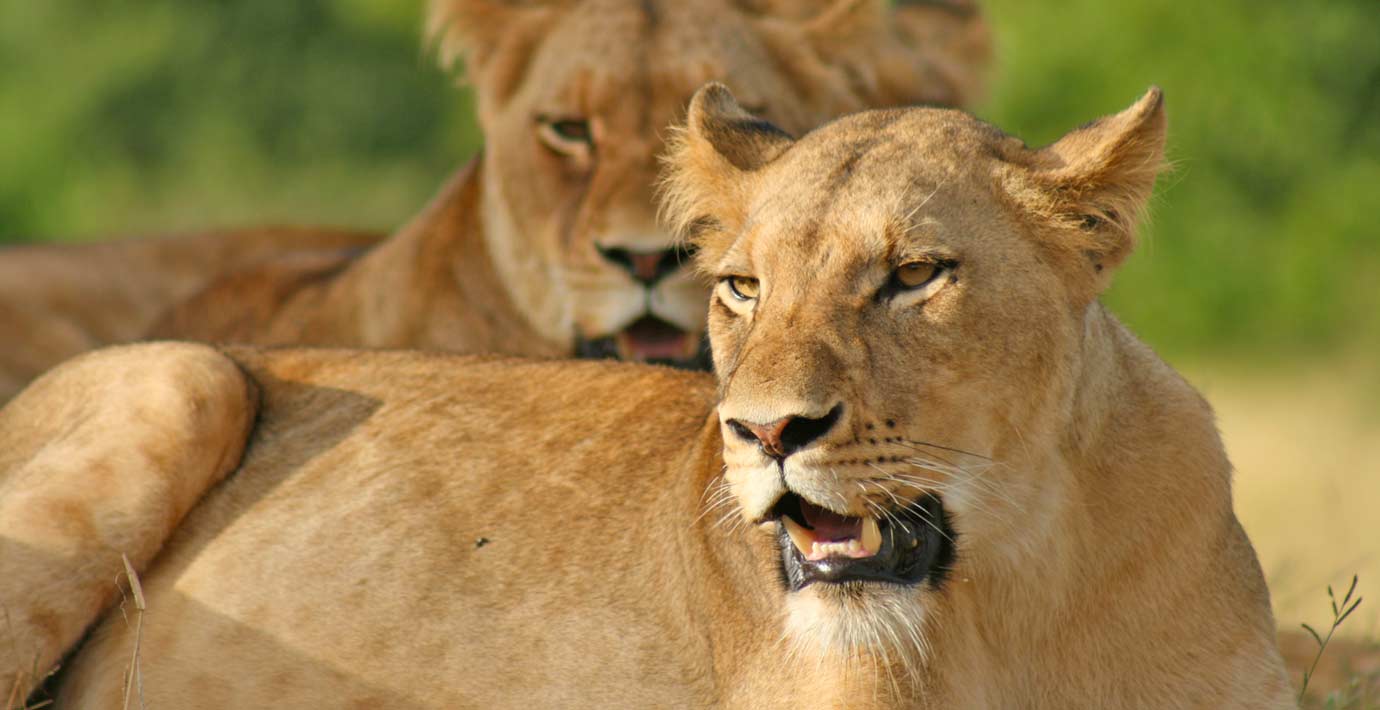 Lioness-Pair-Reserve-1